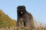 BOUVIER DES FLANDRES 276